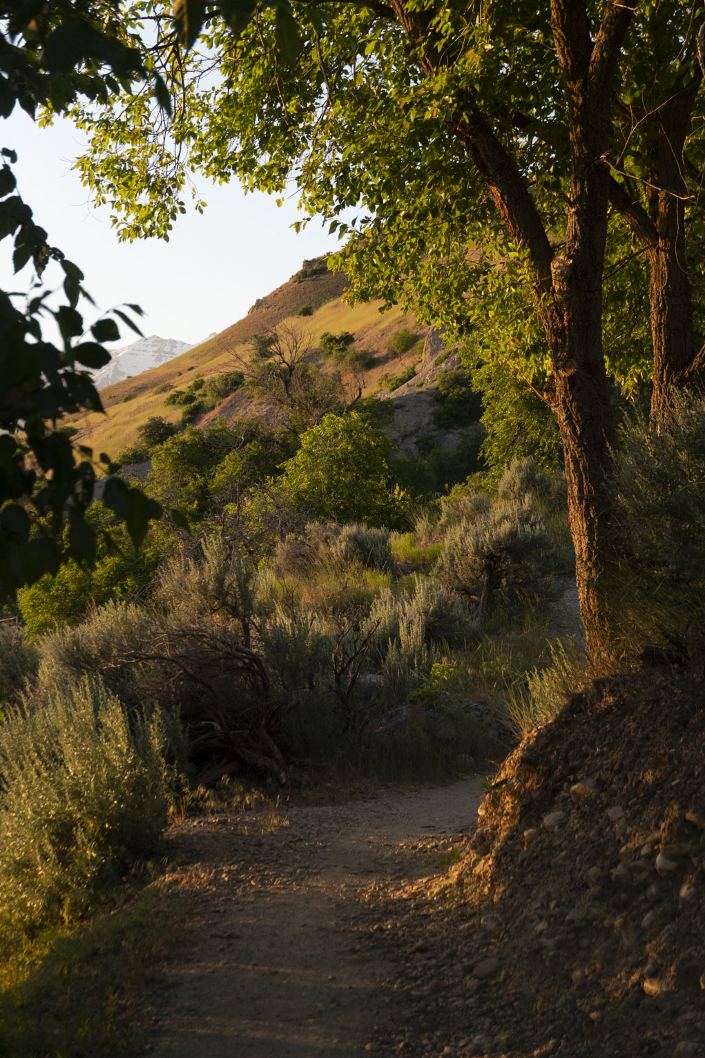 A bend on the familiar trail with a view of the mountainside, long shadows, a cottonwood and an elm